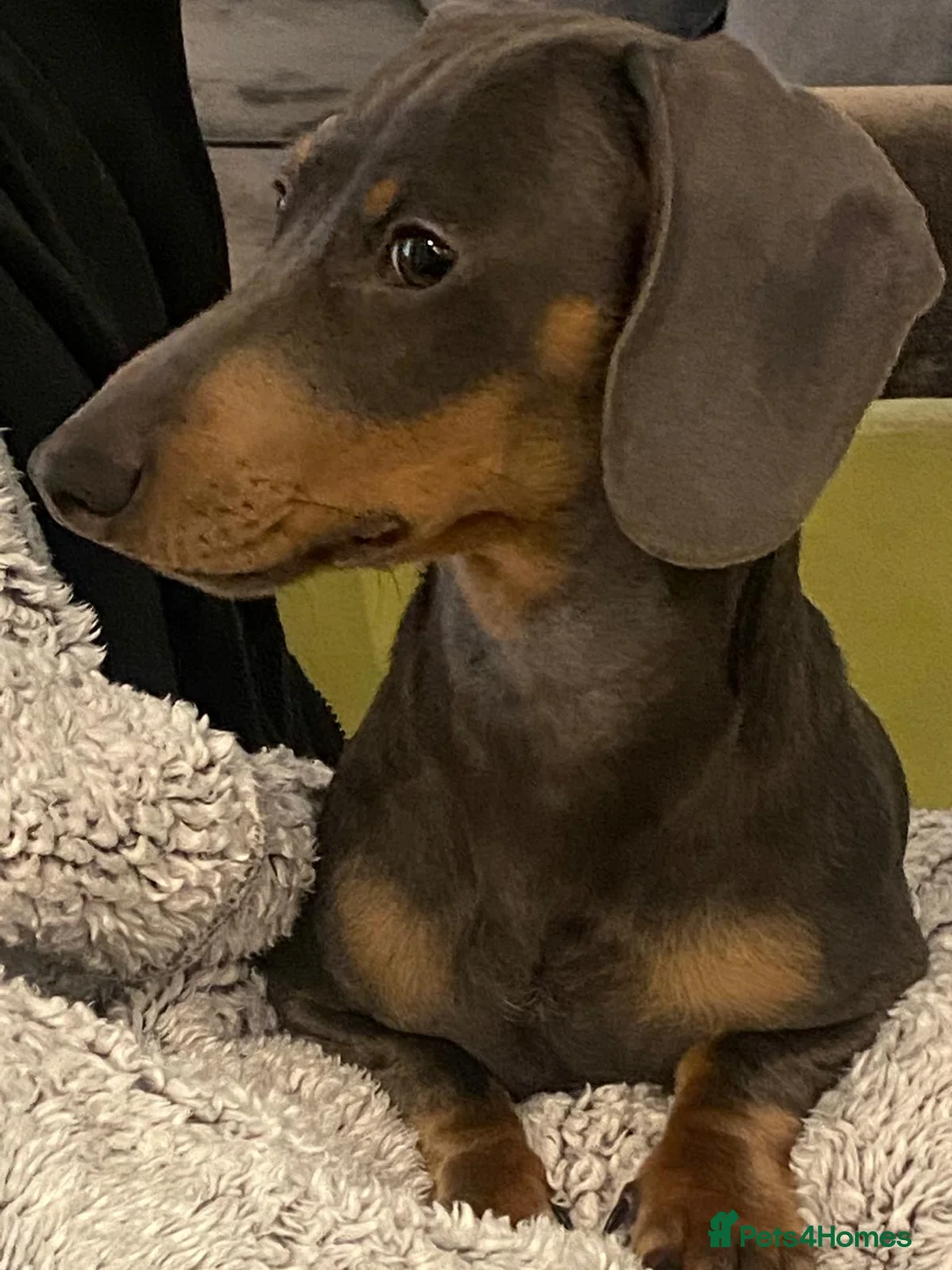 Miniature Dachshund dogs for stud: 🐾HUGO THE BOSS (KC REG & PRA CLEAR) PROVEN STUD🐾 in Manchester - Advert 28
