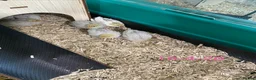 Quail poultry for sale: Beautiful Button Quail Chicks (CPQ, King) & EGGS - Advert 6