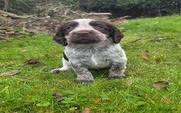 Cocker Spaniel dogs for sale: WORKING COCKER SPANIELS ..DNA CLEAR - Image 15