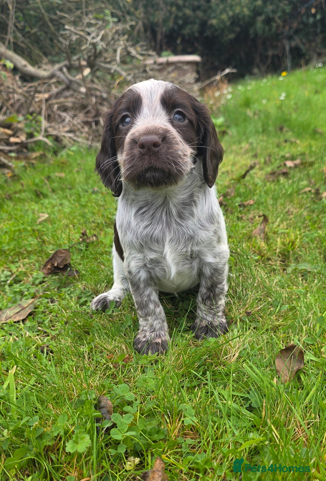 Cocker Spaniel dogs for sale: WORKING COCKER SPANIELS ..DNA CLEAR - Image 15
