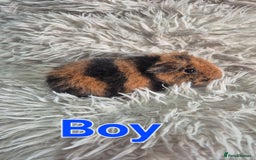 Guinea Pig rodents for sale: 3 male and 1 female baby guinea pigs  - Image 5