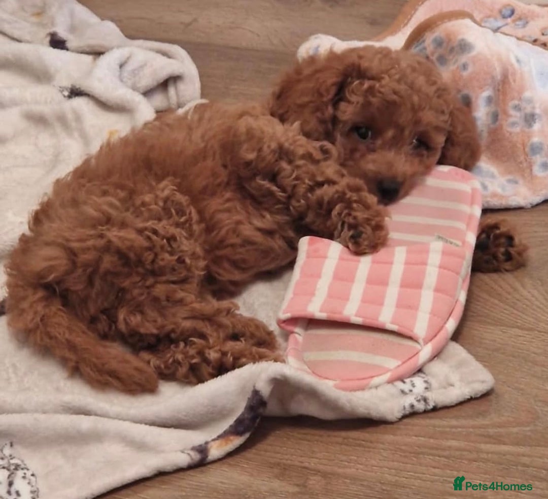 Cavapoo dogs for sale: Extensively health tested toy cavapoos red  - Advert 12