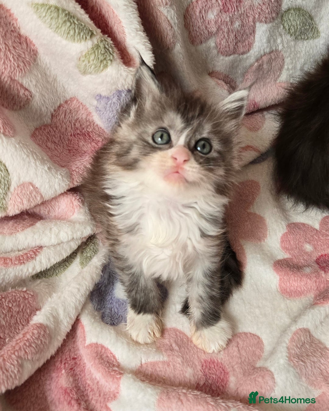 Maine Coon cats for sale: Gccf Maine Coon kittens  shaded lines - Image 18