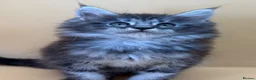Maine Coon cats for sale: Maine Coons with Tests, Papers, Vet Checks & Vacc. - Advert 21