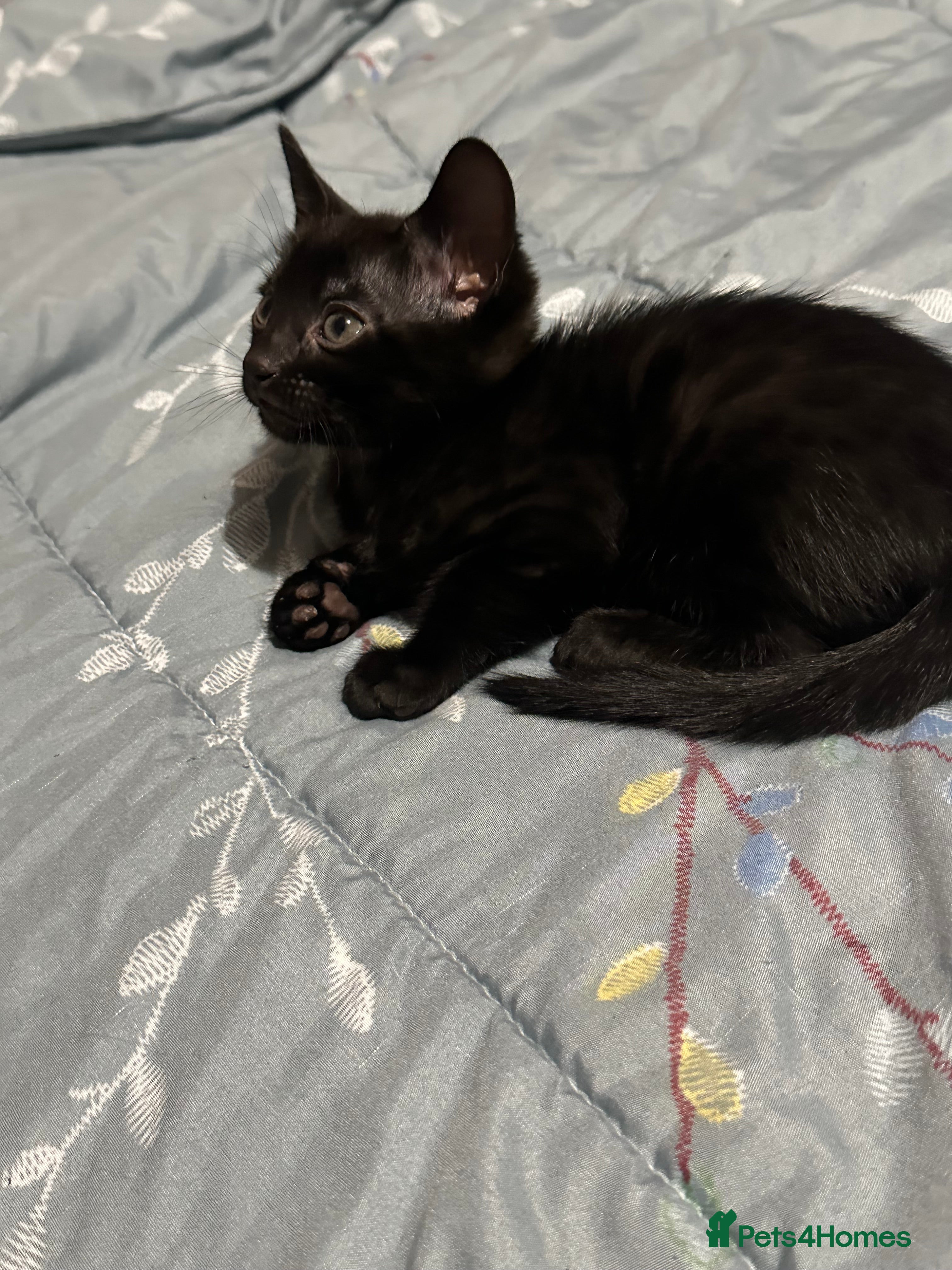 Bengal cats Beautiful bengals  - Advert 2