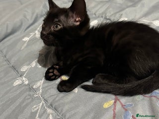 Bengal cats Beautiful bengals - Advert 2