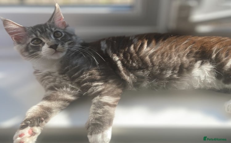 Maine Coon cats - Advert 13