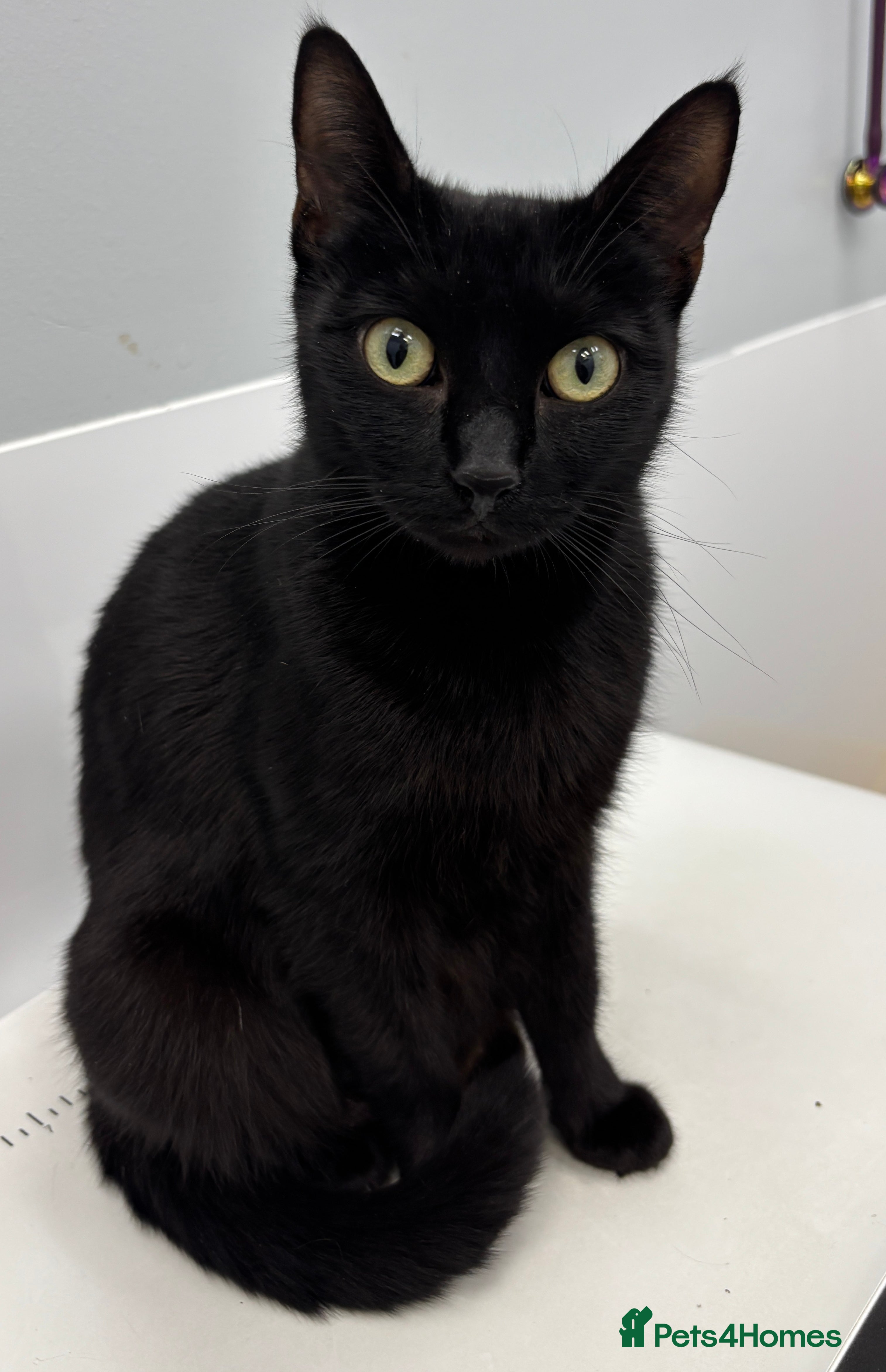 Mixed Breed cats Boy kitten x 1 - Advert 1