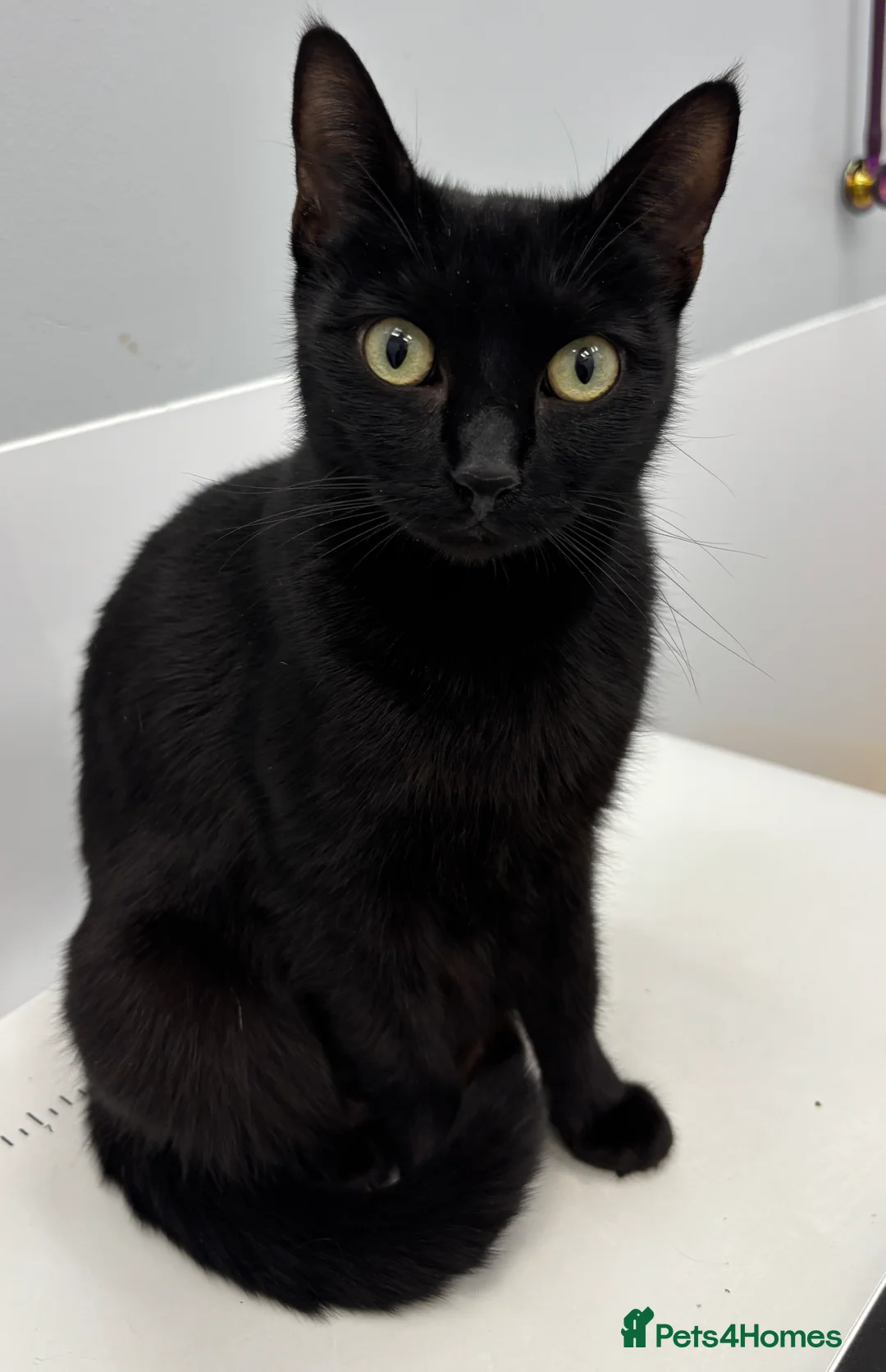 Mixed Breed cats for sale: Boy kitten x 1 - Advert 1