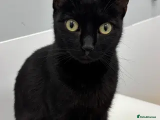 Mixed Breed cats Boy kitten x 1 - Advert 1