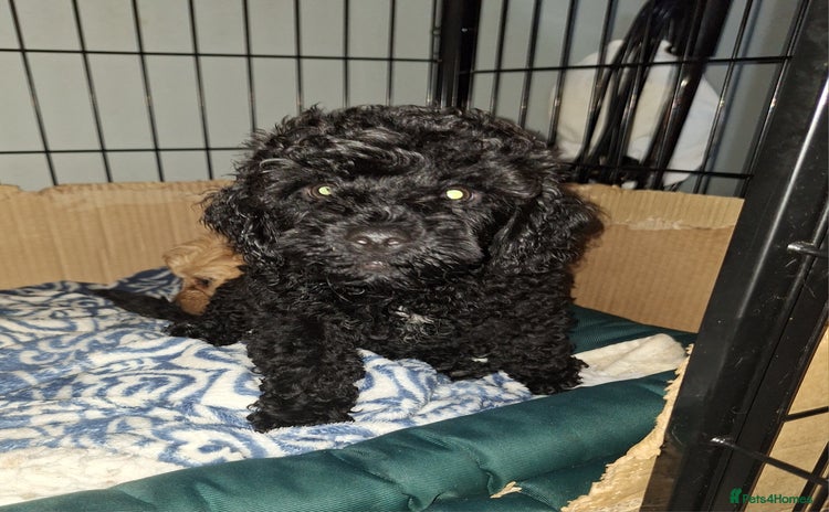 Miniature Poodle dogs - Advert 13