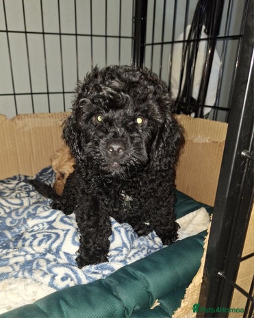 Miniature Poodle dogs - Advert 13