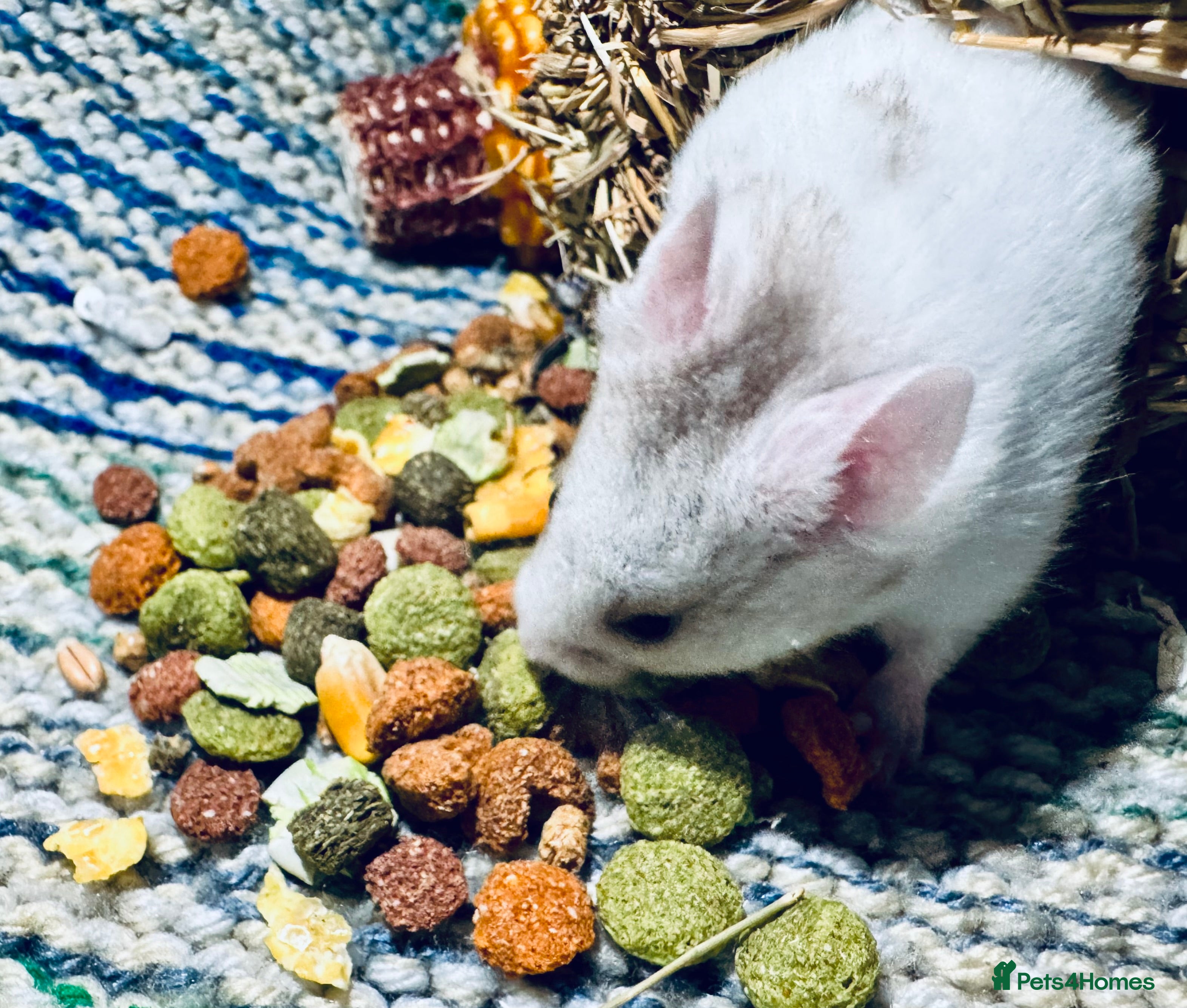 Hamster rodents Baby Syrian hamsters  - Advert 6