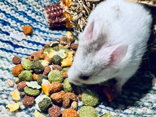 Hamster rodents Baby hamsters - Advert 2