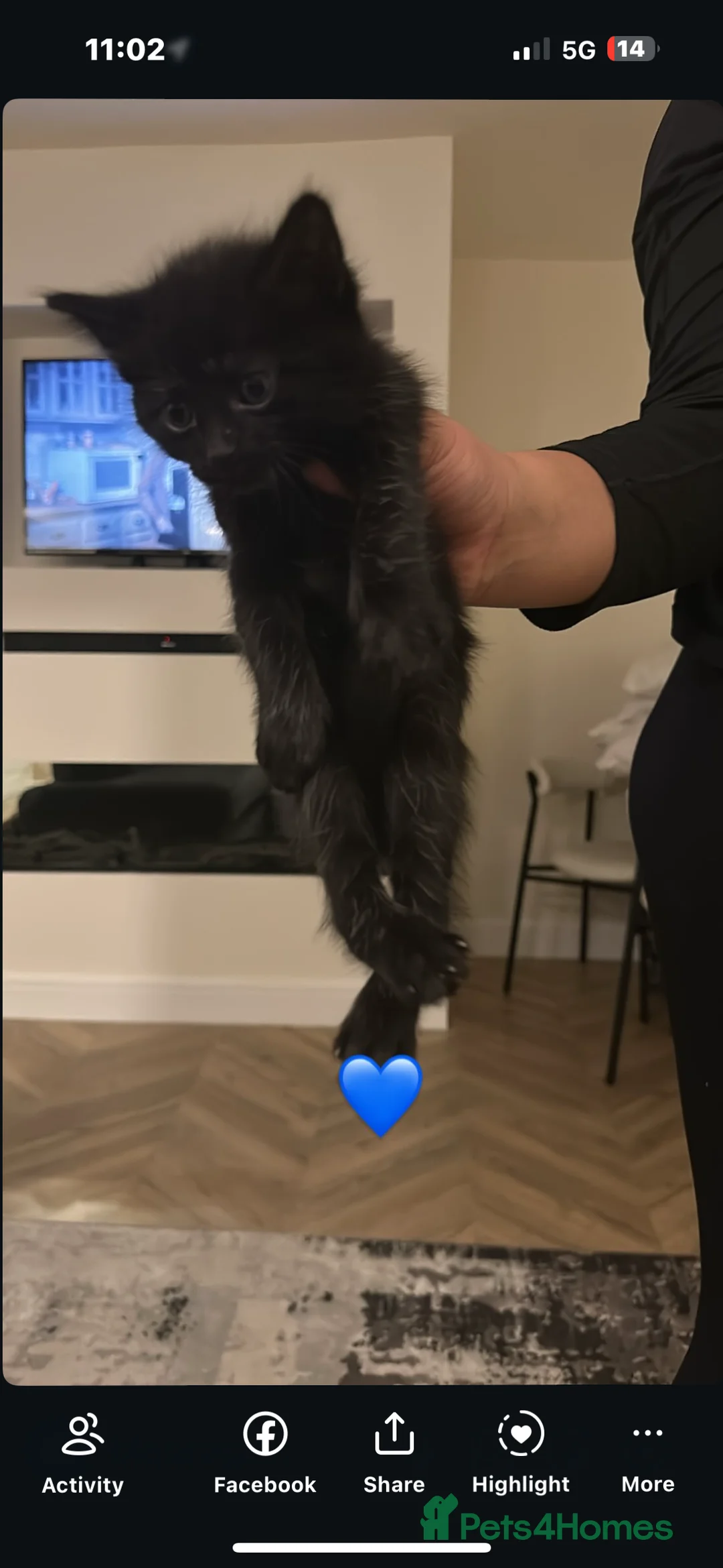 Mixed Breed cats for sale: kittens ready for their forever home - Advert 2