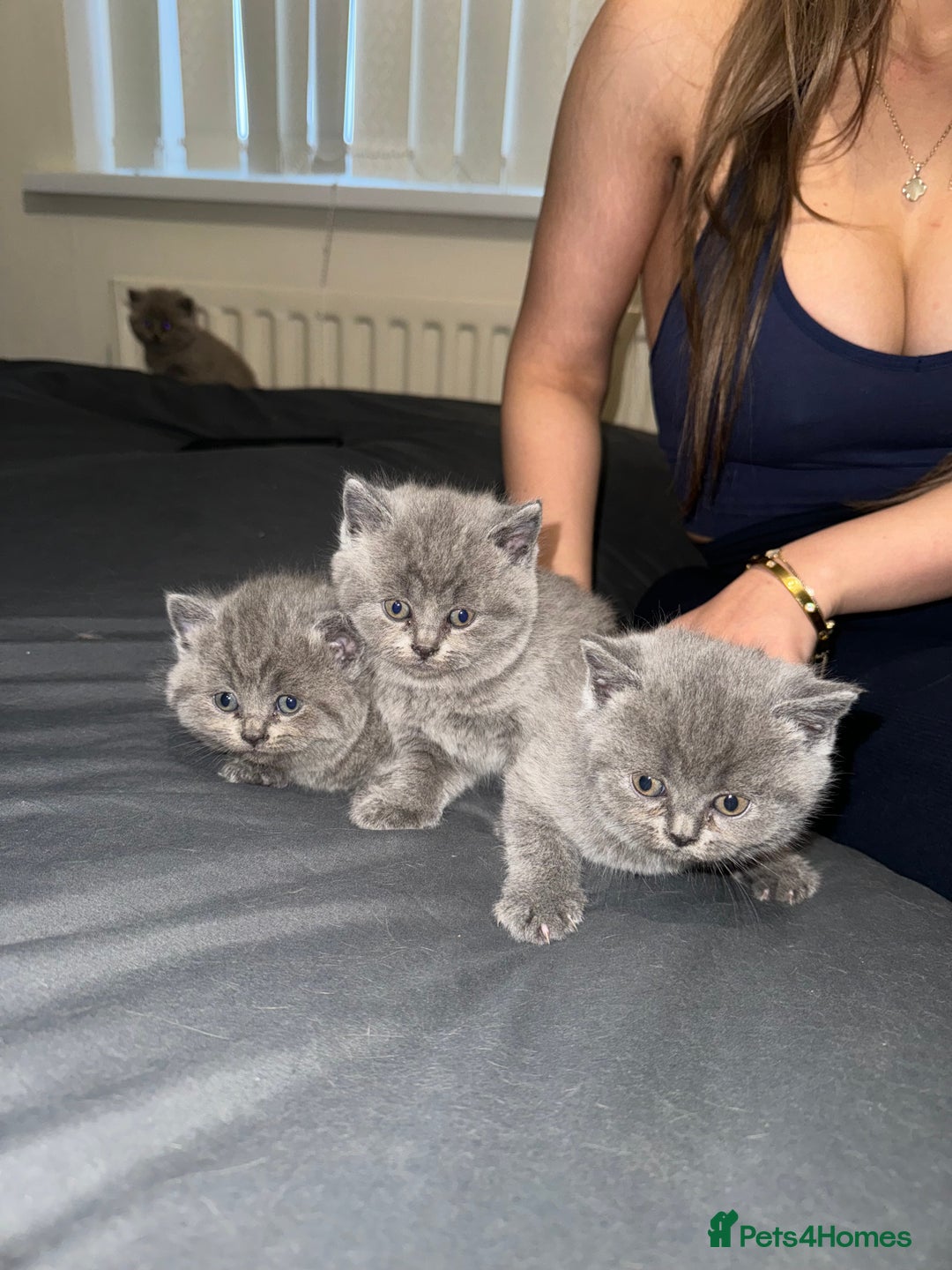 British Shorthair cats for sale: British shorthair lilac and blue - Advert 5