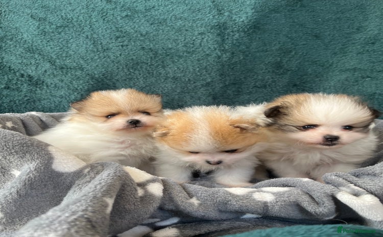 Pomeranian dogs - Advert 1