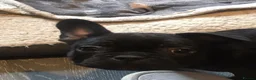 French Bulldog dogs for sale: French bulldog puppies  - Advert 2