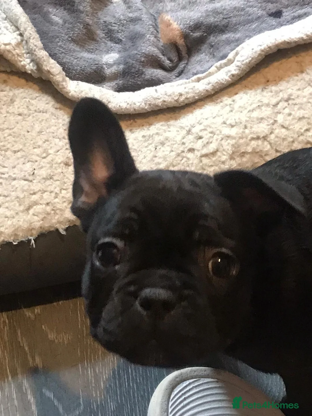 French Bulldog dogs for sale: French bulldog puppies  - Advert 2