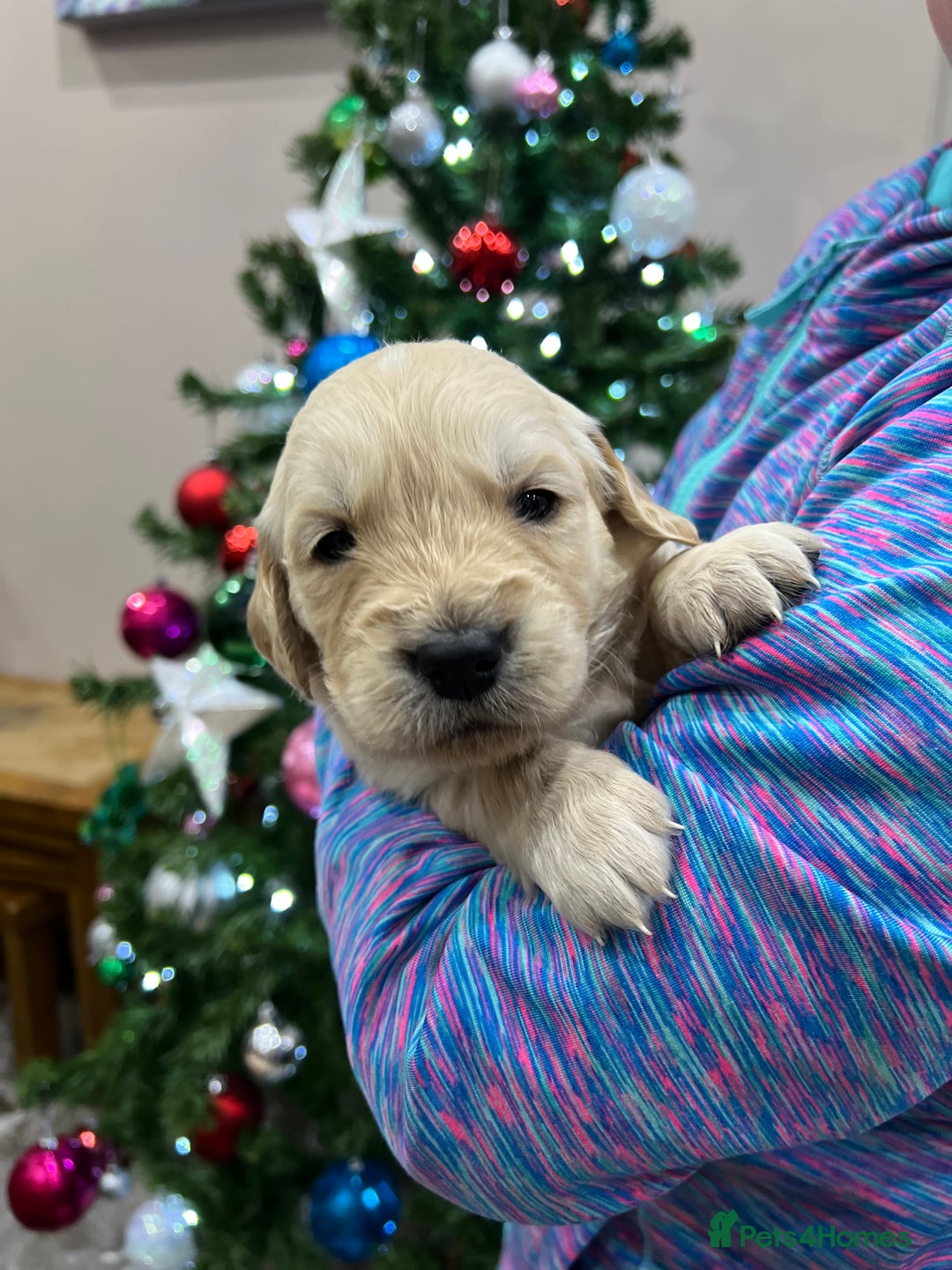 Golden Retriever dogs for sale:  Golden Retriever Puppies – KC Registered - Advert 5