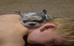 French Bulldog dogs for sale: 3 female french bulldogs - Advert 22