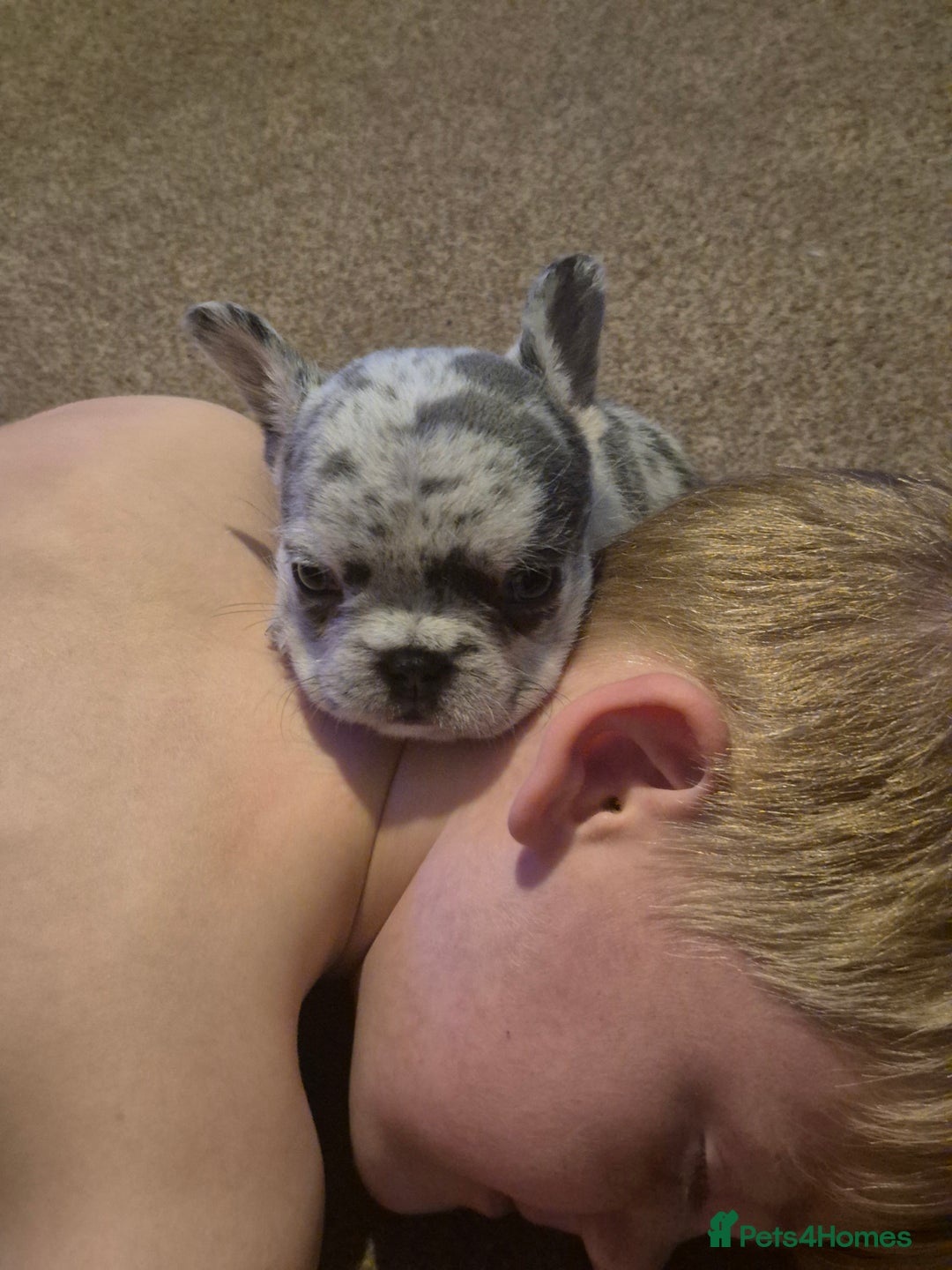 French Bulldog dogs for sale: 3 female french bulldogs - Advert 22