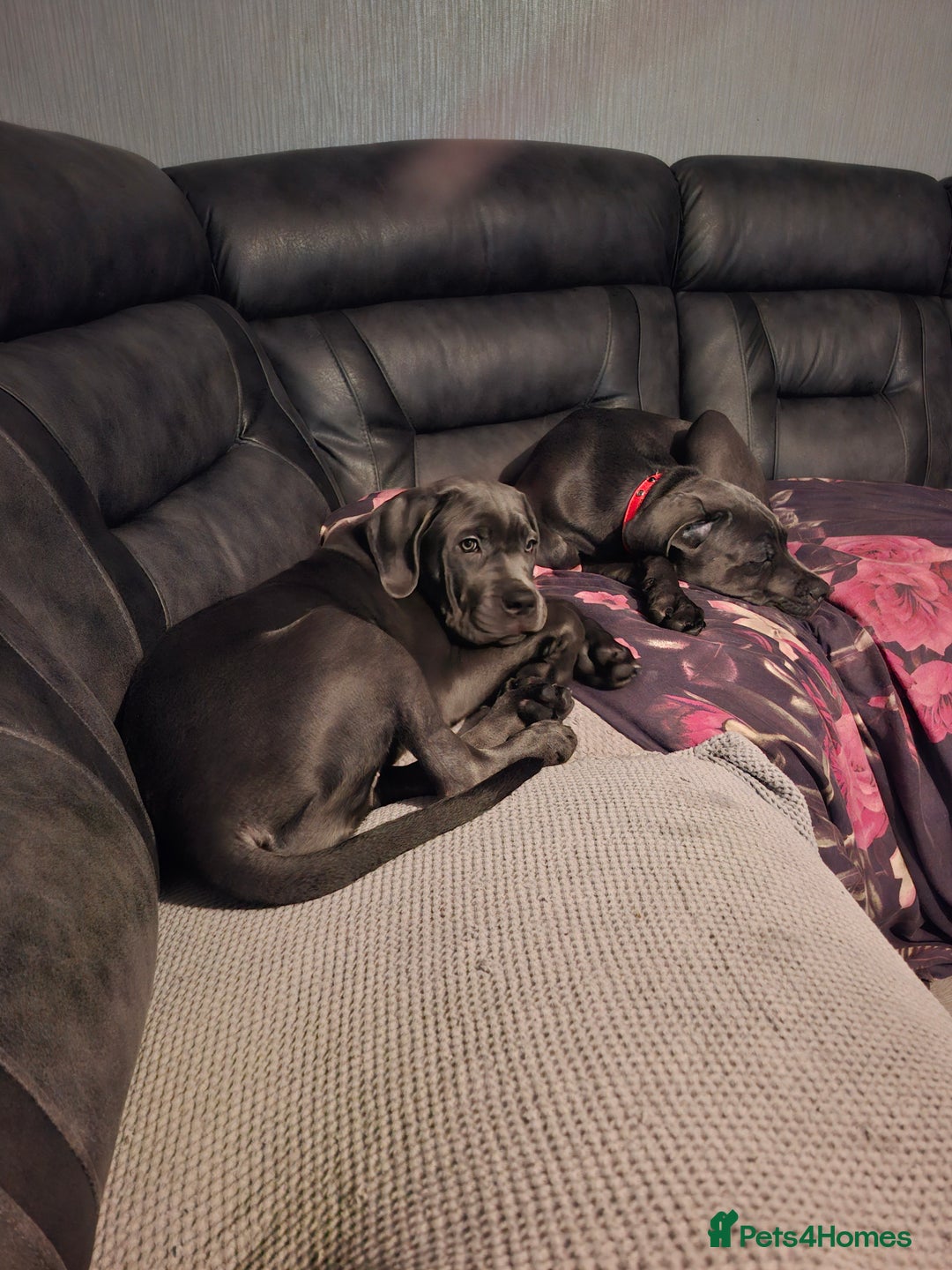 Cane Corso dogs for sale: Cane corso pups - Advert 6