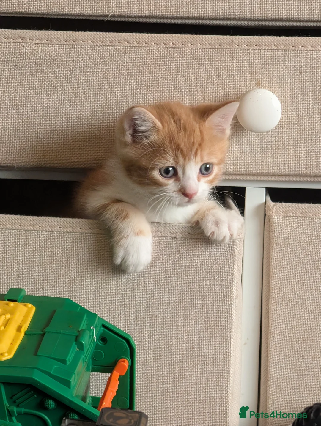 Mixed Breed cats for sale: Beautiful kittens - Advert 1