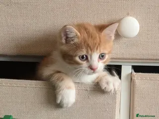 Mixed Breed cats Beautiful kittens - Advert 3