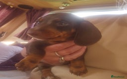 Dachshund dogs for sale: Miniature Dachsunds ready 2/9 - Image 39