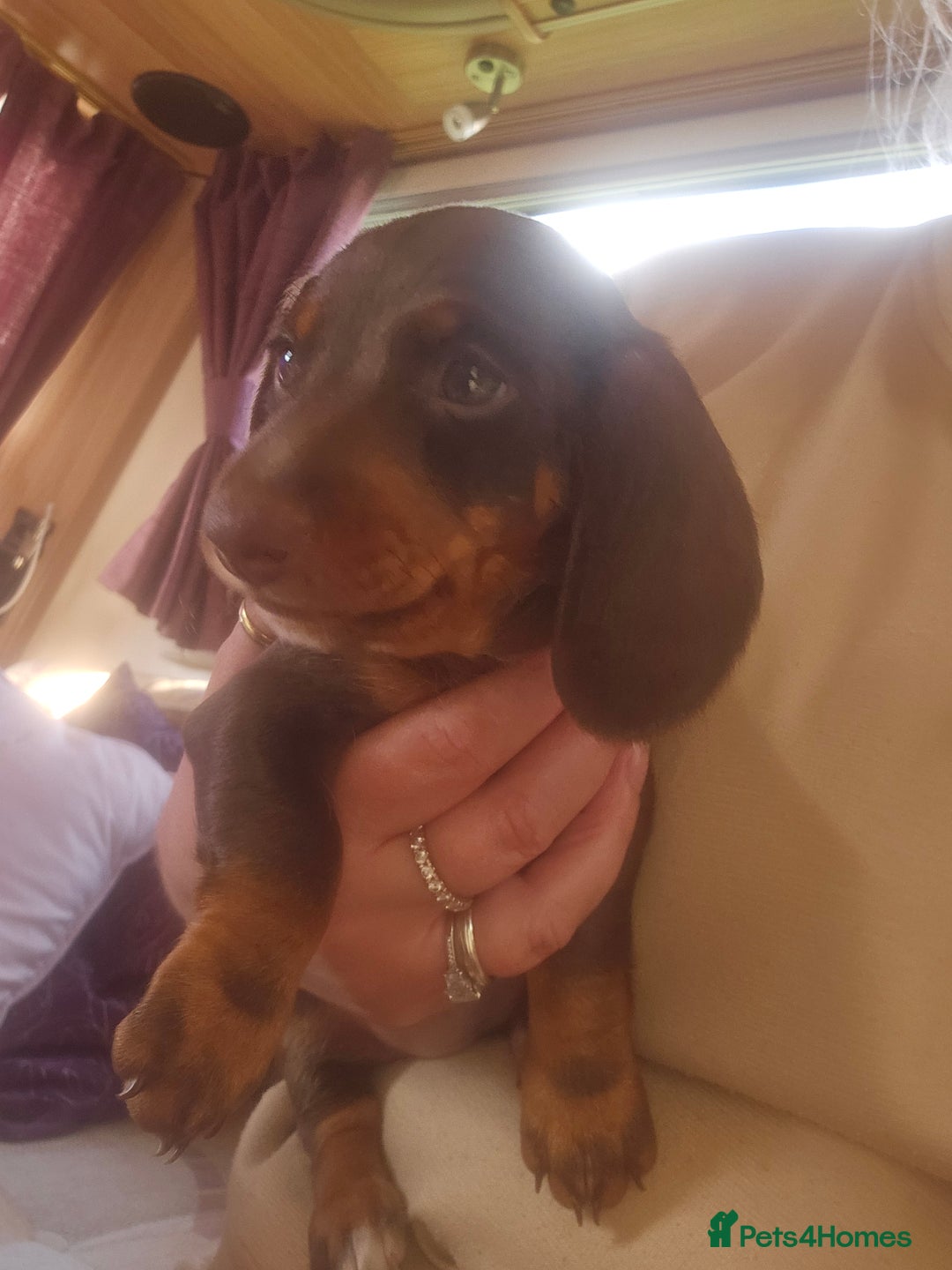 Dachshund dogs for sale: Miniature Dachsunds ready 2/9 - Image 39
