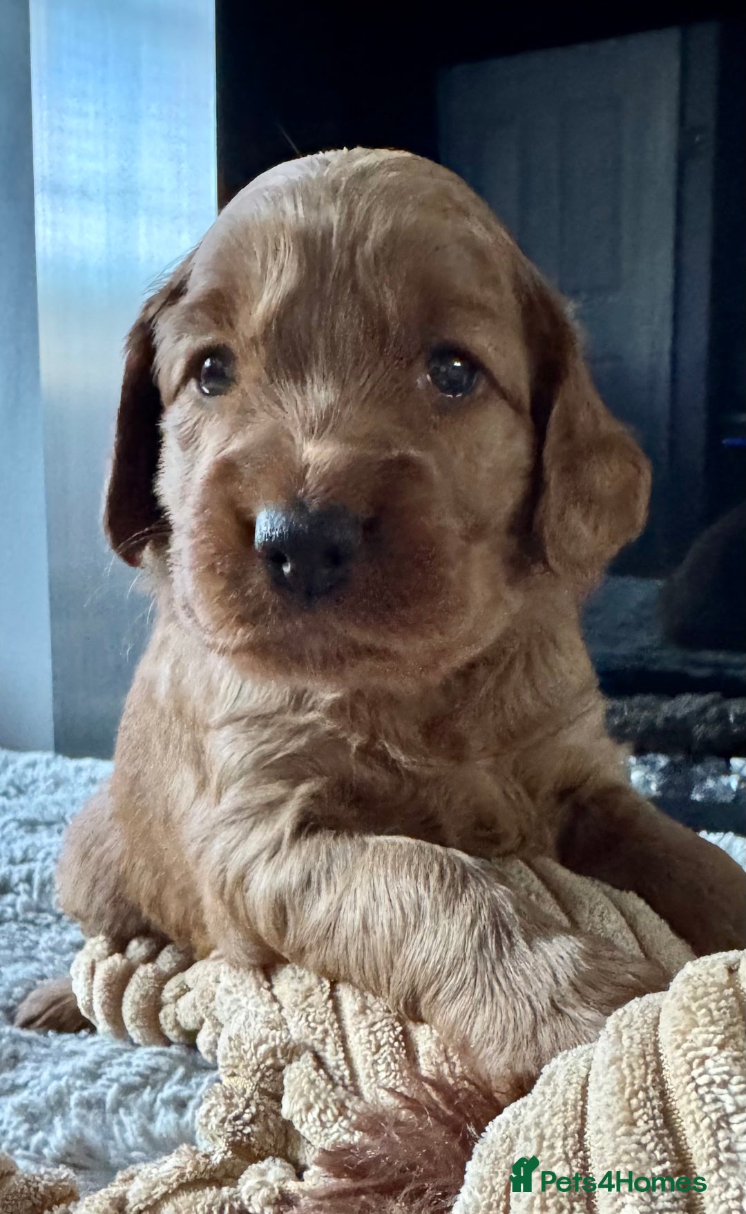 Cockapoo dogs for sale: Cockapoo Litter Due 25th January  - Advert 18