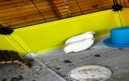 Mixed Breed birds for sale: Chinese Quail for sale  - Image 4