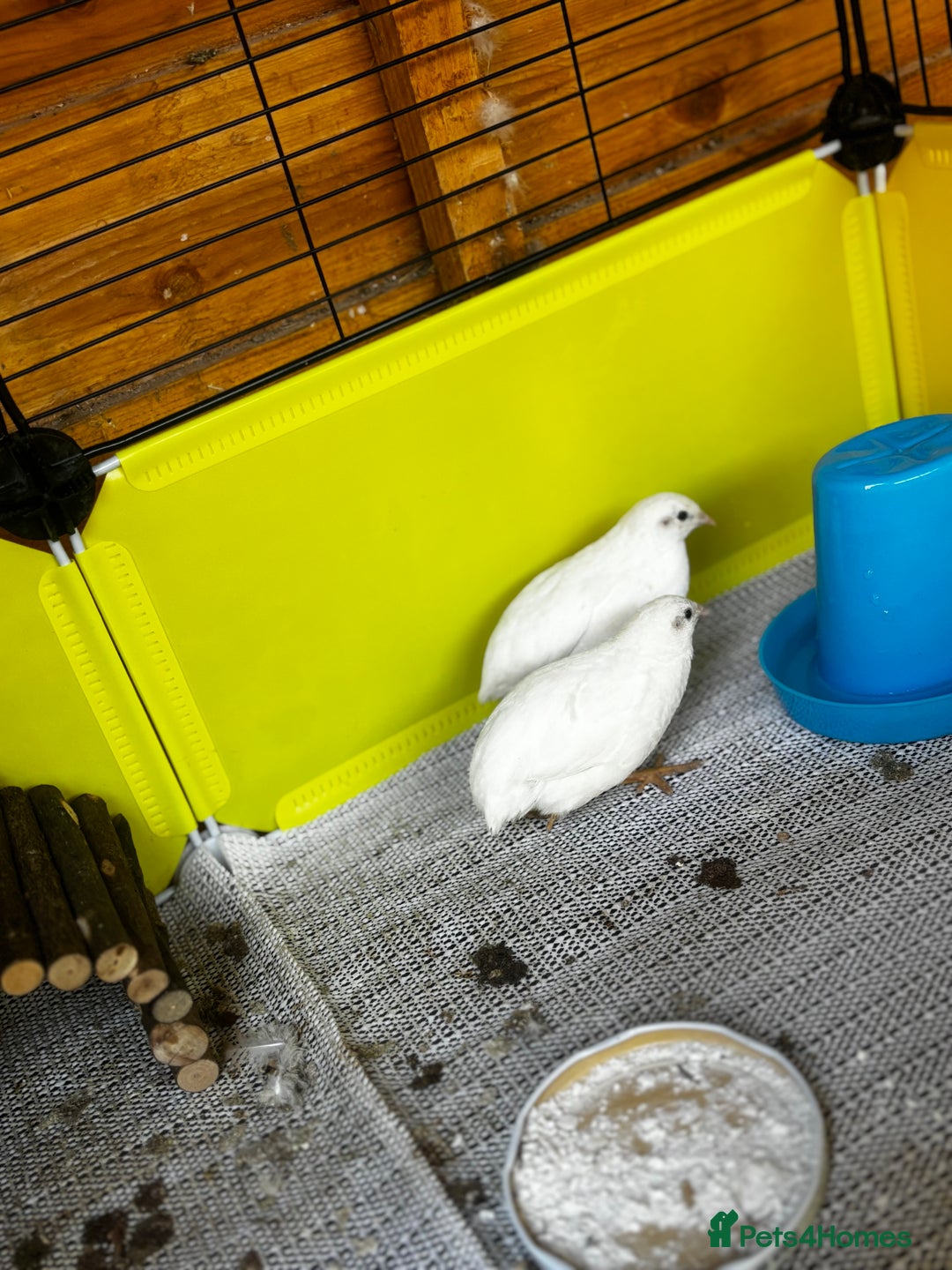 Mixed Breed birds for sale: Chinese Quail for sale  - Image 4