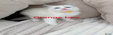 Ragdoll Kitten 1
