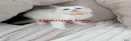 Ragdoll cats for sale: 3 beautiful Ragdoll kittens - Advert 6
