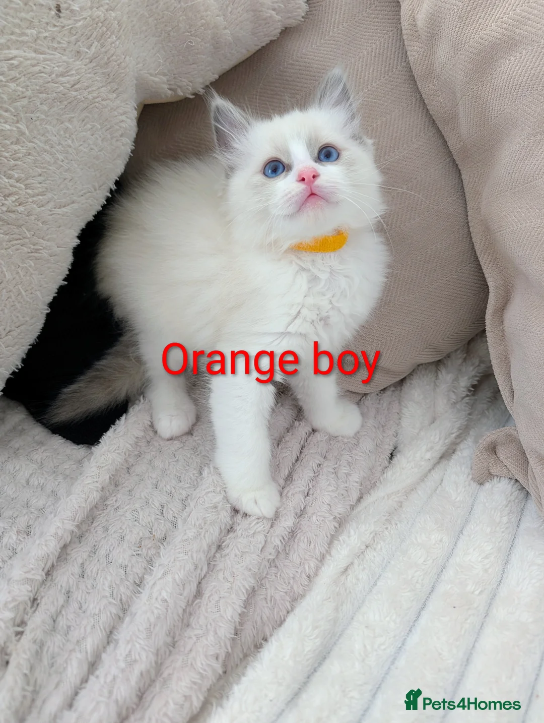 Ragdoll cats for sale: 3 beautiful Ragdoll kittens - Advert 6