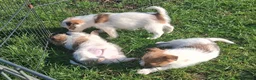 Jack Russell dogs for sale: Pure Jack Russell pups for sale in Maidstone - Advert 12