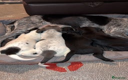 Mixed Breed dogs for sale: Bedlington X pointer  - Advert 5