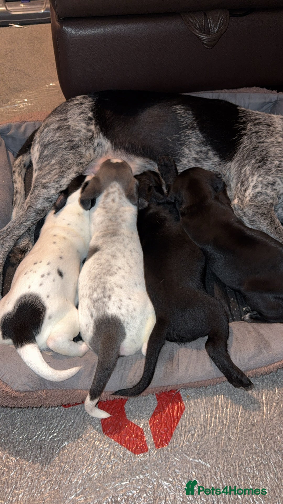 Mixed Breed dogs for sale: Bedlington X pointer  - Advert 5