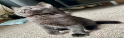 British Shorthair cats for sale: British Shorthair kittens - Advert 28