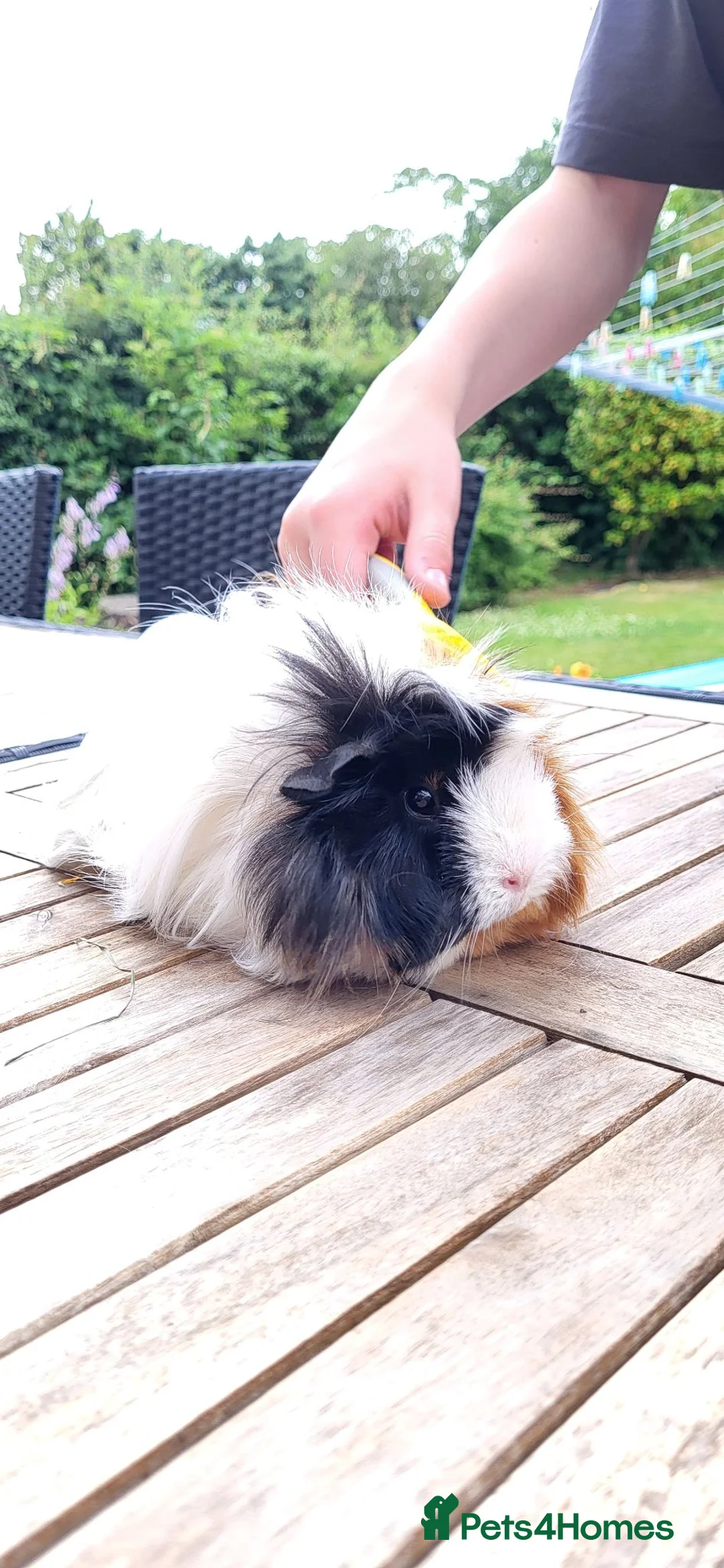 Guinea Pig rodents for sale: Female Guinea Pig  - Advert 6