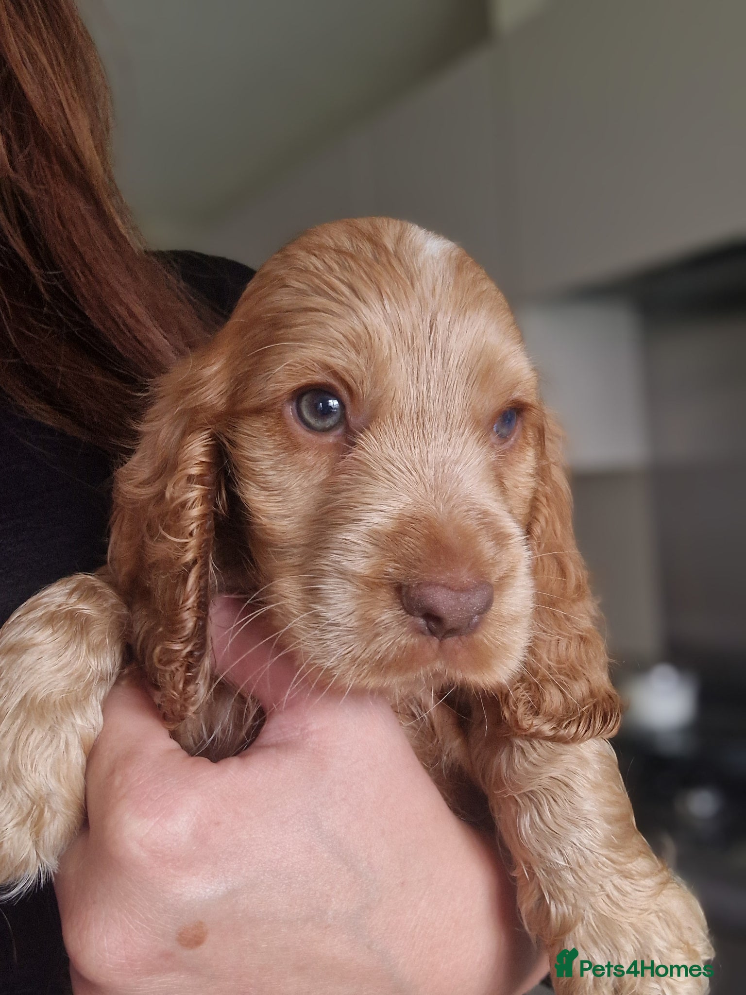 Cocker Spaniel dogs !!KC Registered Beautiful show Cocker Spaniels!!!  - Advert 10