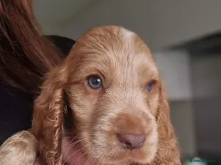 Cocker Spaniel dogs !!KC Registered Beautiful show Cocker Spaniels!!! - Advert 10