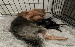 Yorkshire Terrier dogs for sale: PEDIGREE MINI YORKSHIRE TERRIER, VACCINATED,   - Image 3