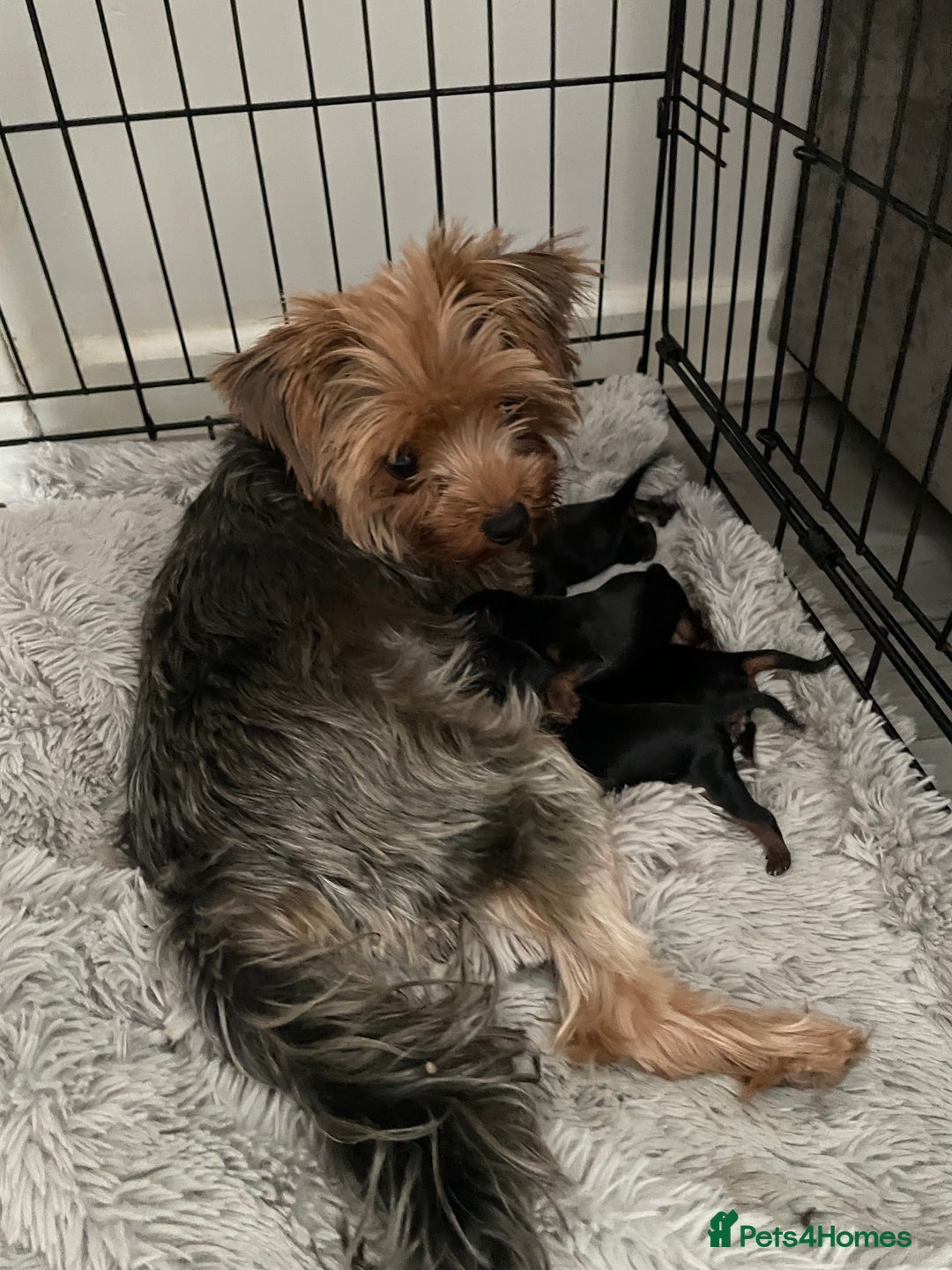 Yorkshire Terrier dogs for sale: PEDIGREE MINI YORKSHIRE TERRIER, VACCINATED,   - Image 3