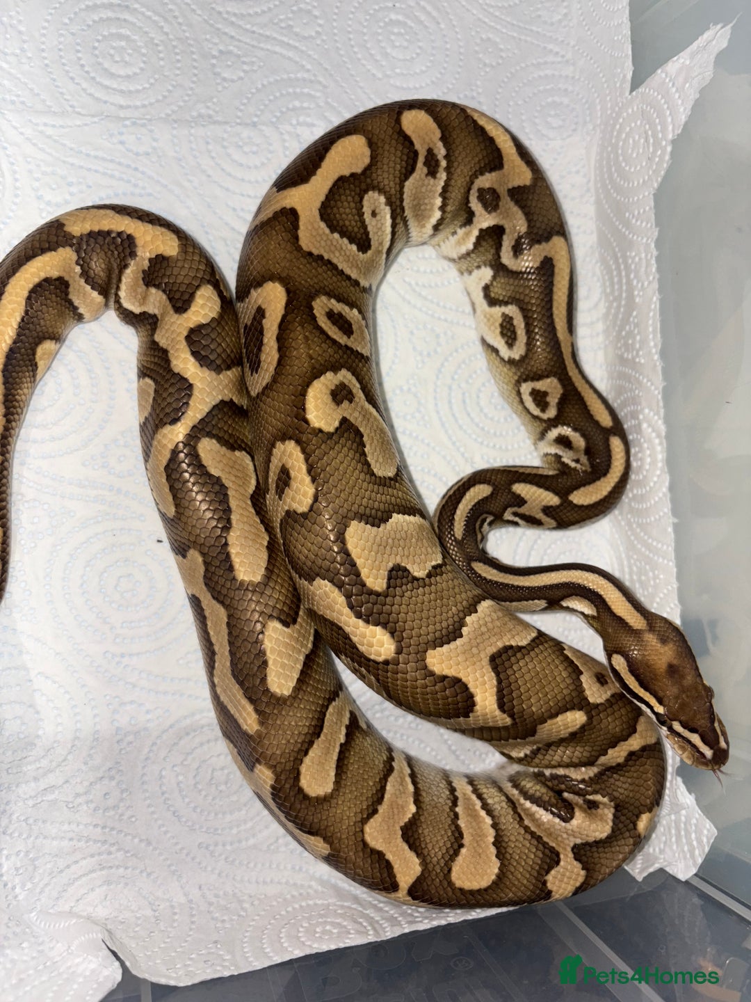 Python Snake reptiles for sale: Royal pythons for sale  - Image 5