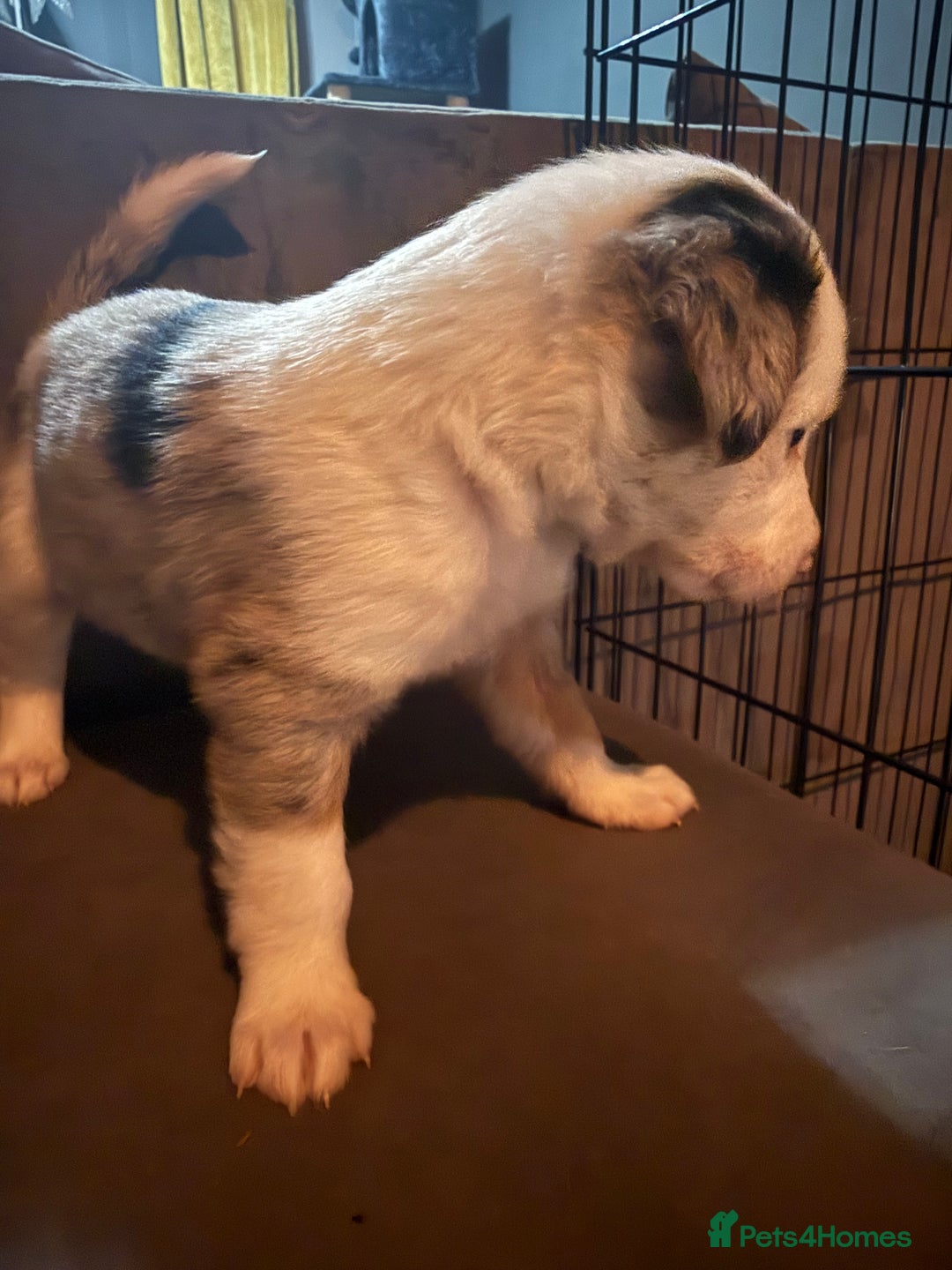 Border Collie dogs for sale: Border Collie Puppies  - Advert 8