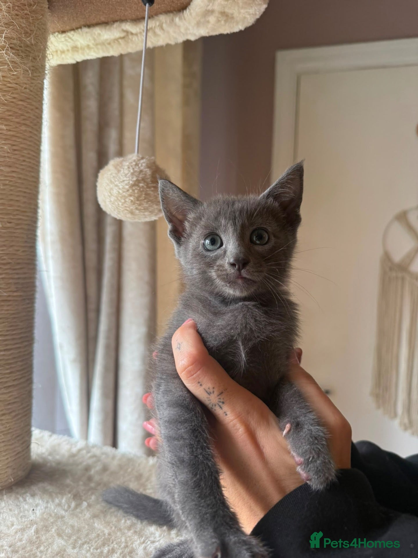 Mixed Breed cats Beautiful Siamese Cross Kittens – Lilac Point Dad - Advert 4
