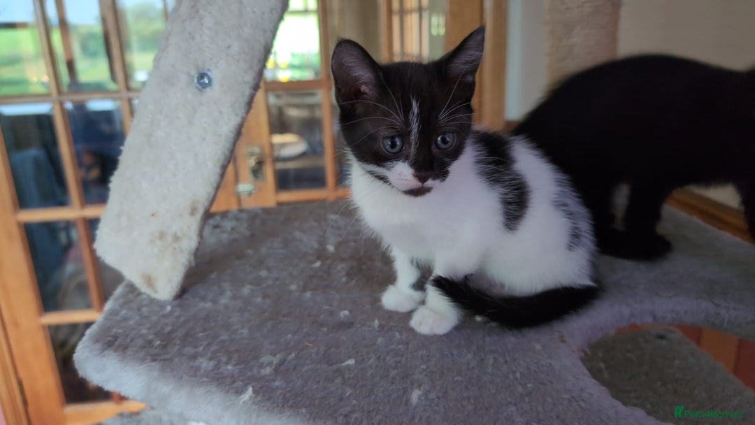 Mixed Breed cats for sale: Beautiful Kittens - Image 4